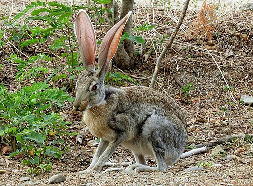 Antelope jackrabbit